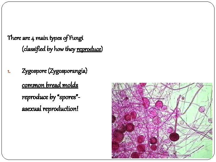 There are 4 main types of Fungi (classified by how they reproduce) 1. Zygospore