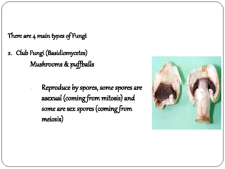 There are 4 main types of Fungi 2. Club Fungi (Basidiomycetes) Mushrooms & puffballs
