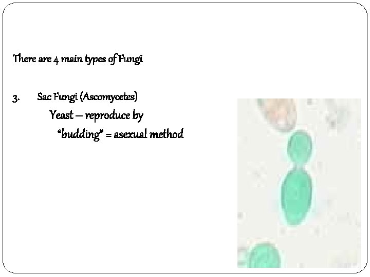 There are 4 main types of Fungi 3. Sac Fungi (Ascomycetes) Yeast – reproduce