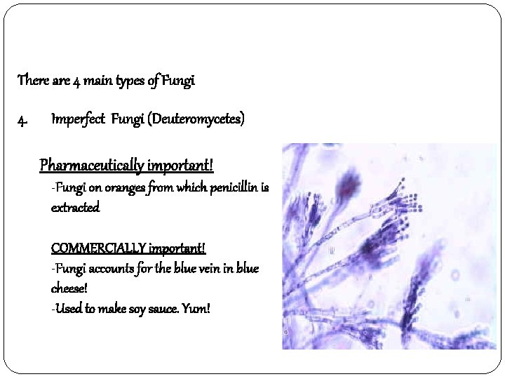 There are 4 main types of Fungi 4. Imperfect Fungi (Deuteromycetes) Pharmaceutically important! -Fungi