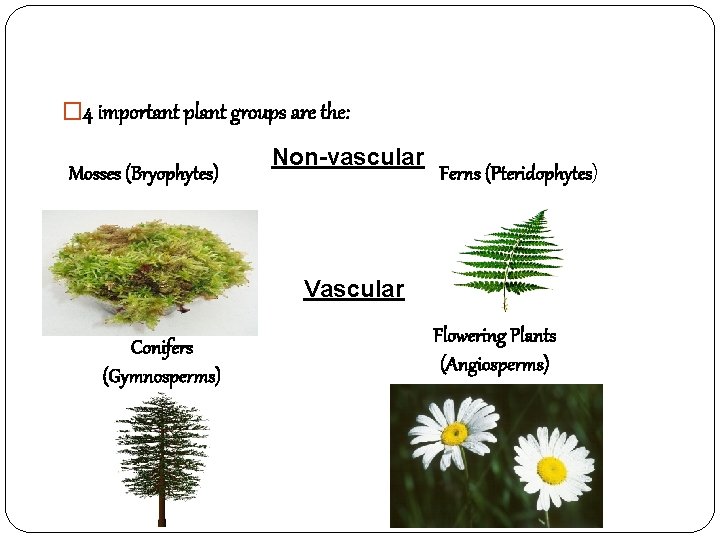 � 4 important plant groups are the: Mosses (Bryophytes) Non-vascular Ferns (Pteridophytes) Vascular Conifers