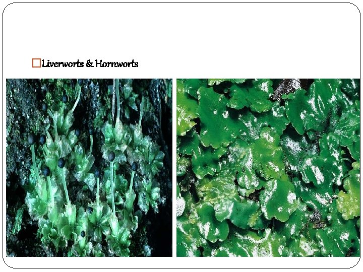 �Liverworts & Hornworts 