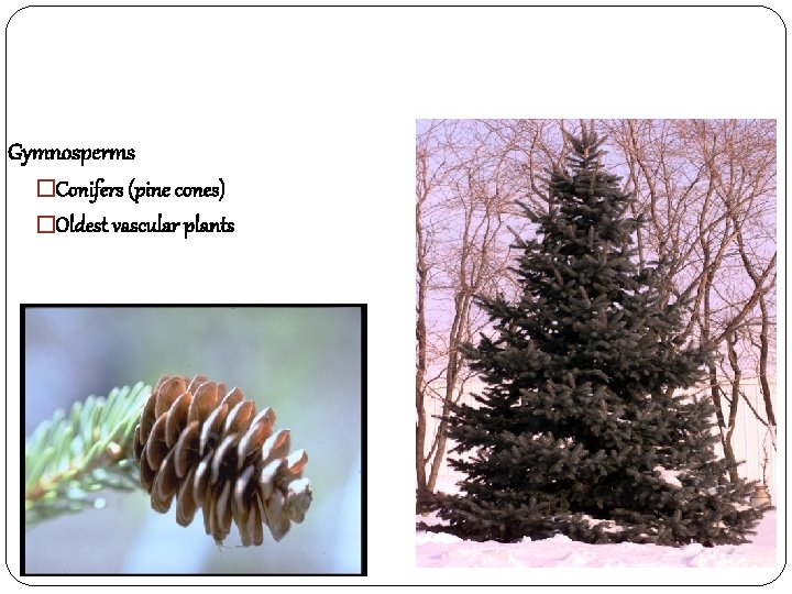 Gymnosperms �Conifers (pine cones) �Oldest vascular plants 