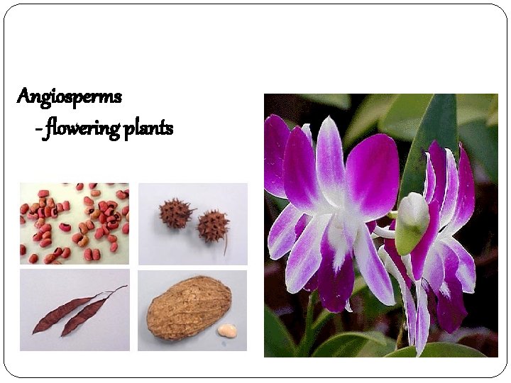 Angiosperms - flowering plants 