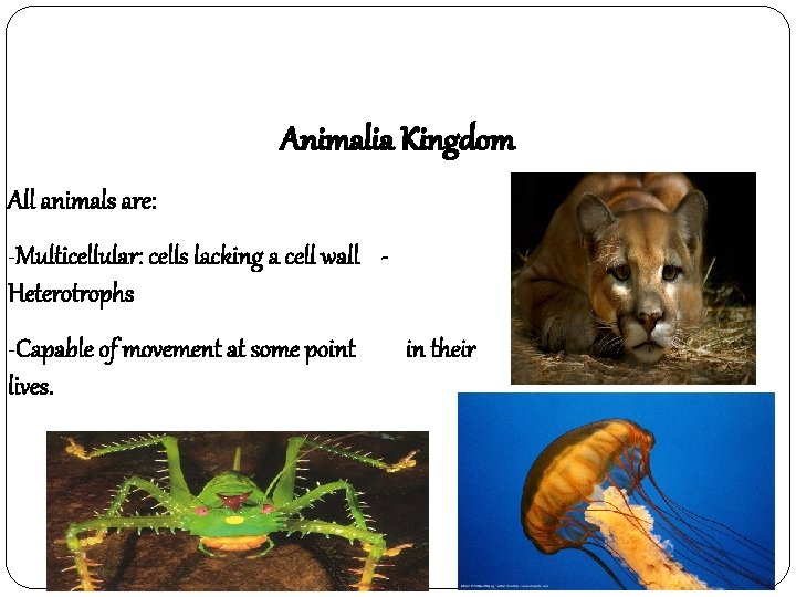 Animalia Kingdom All animals are: -Multicellular: cells lacking a cell wall Heterotrophs -Capable of