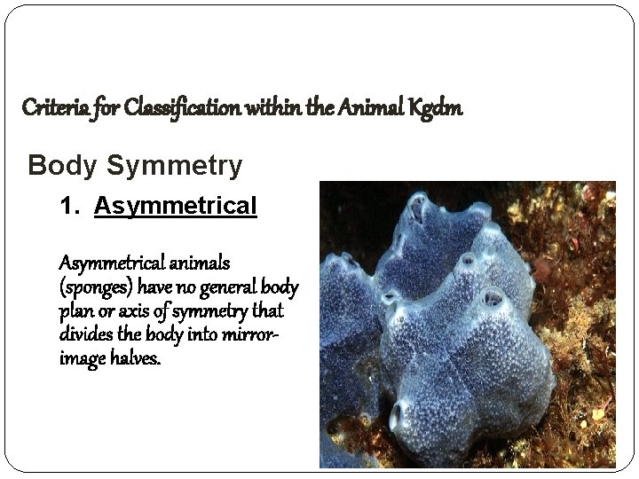 Criteria for Classification within the Animal Kgdm Body Symmetry 1. Asymmetrical animals (sponges) have