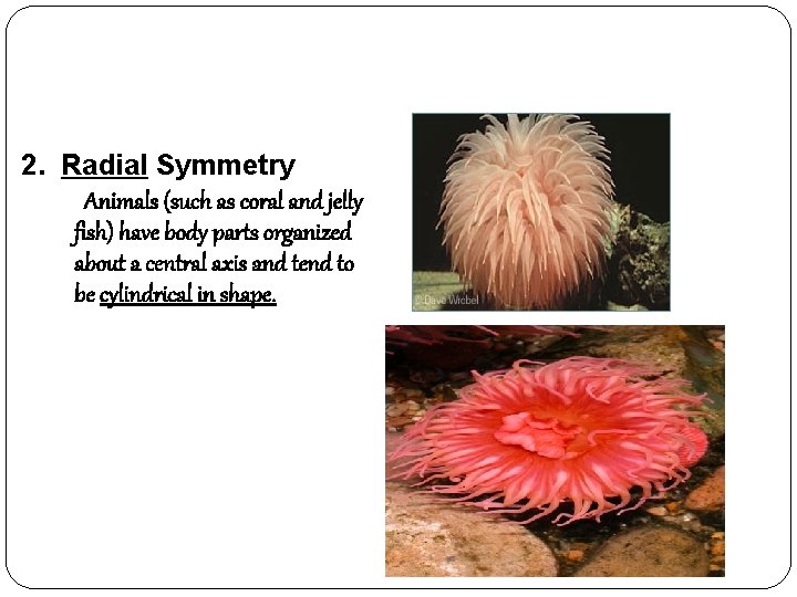 2. Radial Symmetry Animals (such as coral and jelly fish) have body parts organized