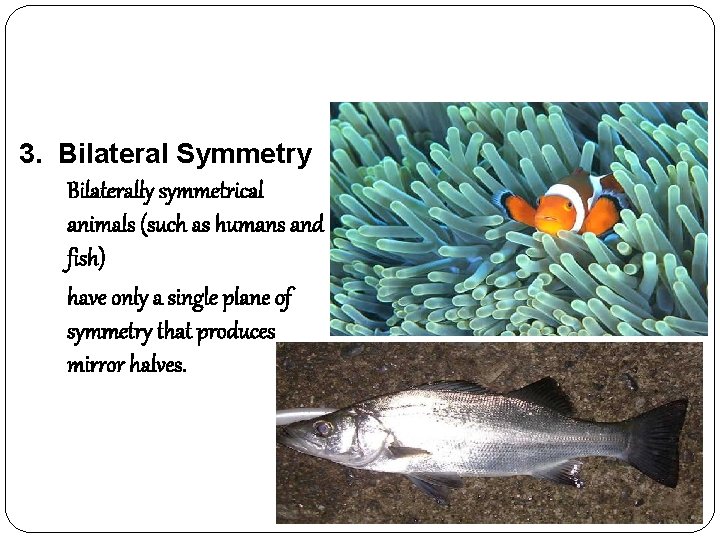 3. Bilateral Symmetry Bilaterally symmetrical animals (such as humans and fish) have only a