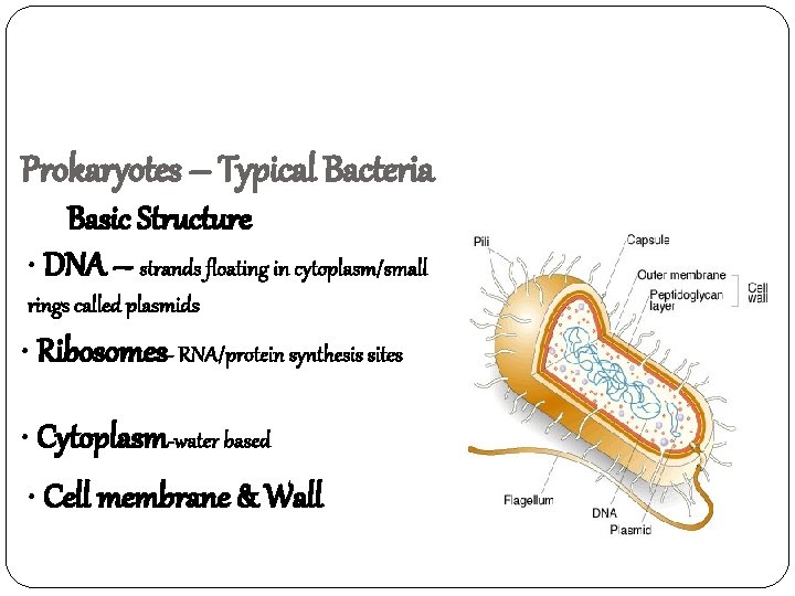 Prokaryotes – Typical Bacteria Basic Structure • DNA – strands floating in cytoplasm/small rings