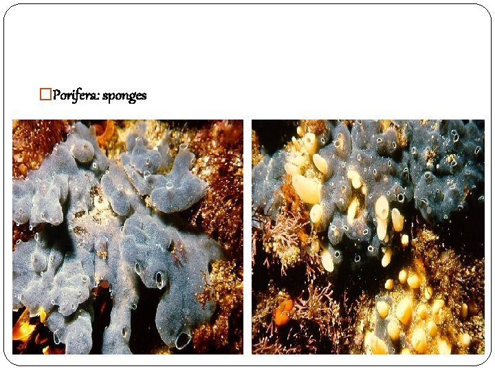 �Porifera: sponges 