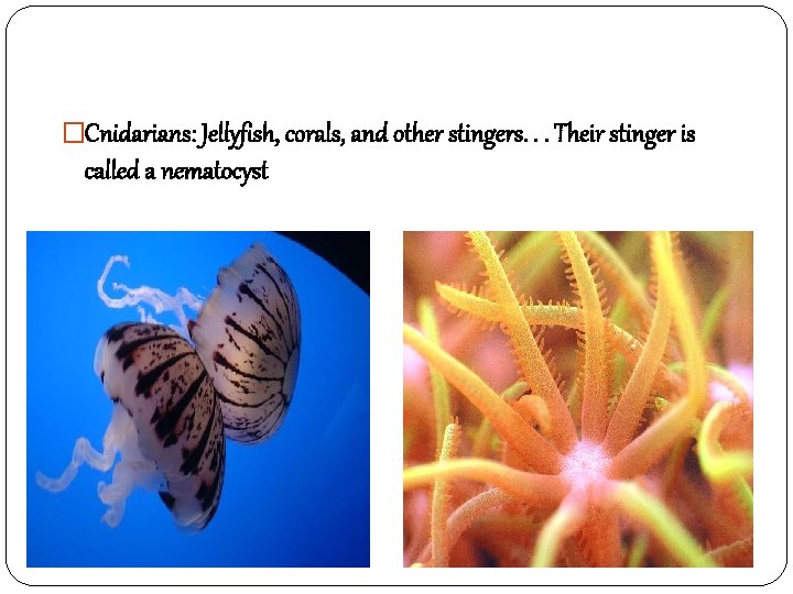 �Cnidarians: Jellyfish, corals, and other stingers. . . Their stinger is called a nematocyst