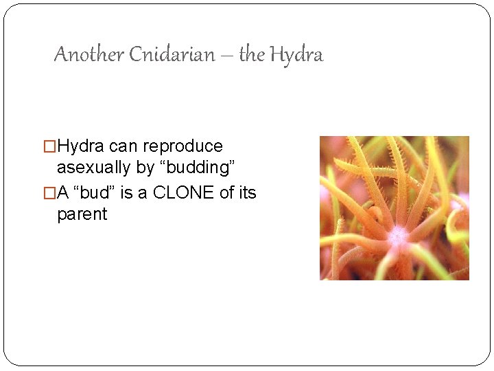 Another Cnidarian – the Hydra �Hydra can reproduce asexually by “budding” �A “bud” is