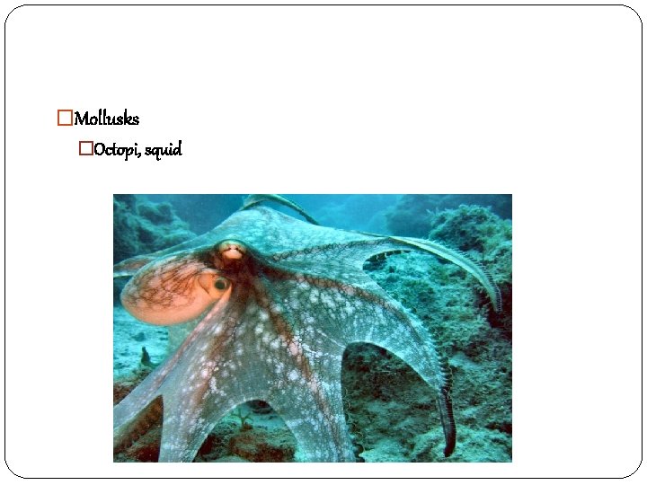 �Mollusks �Octopi, squid 