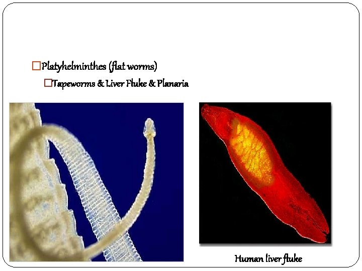 �Platyhelminthes (flat worms) �Tapeworms & Liver Fluke & Planaria Human liver fluke 