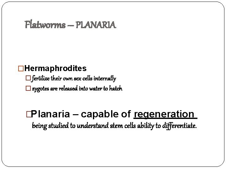 Flatworms – PLANARIA �Hermaphrodites � fertilize their own sex cells internally � zygotes are