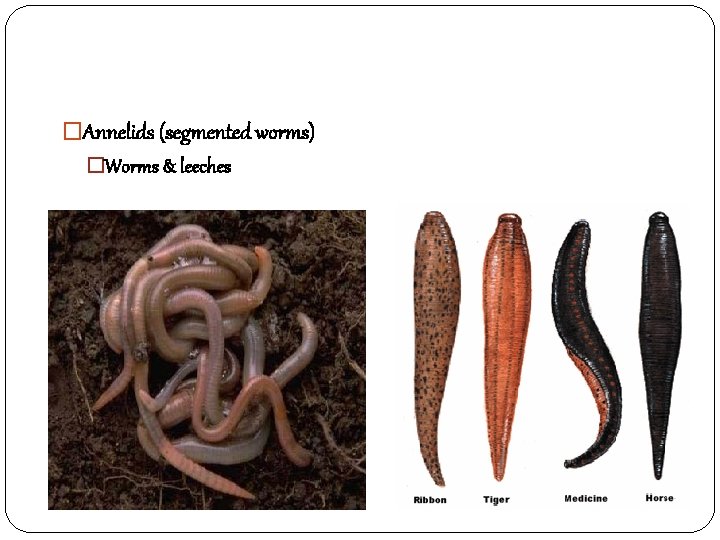 �Annelids (segmented worms) �Worms & leeches 