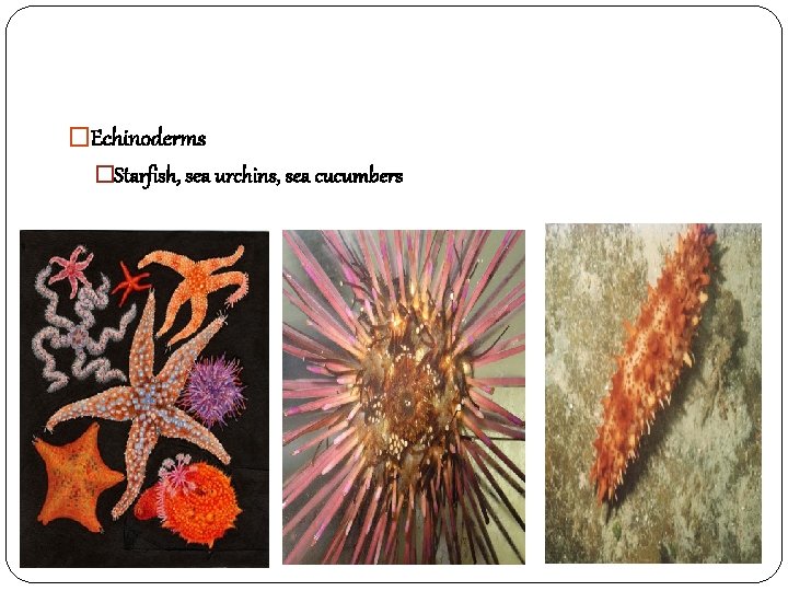 �Echinoderms �Starfish, sea urchins, sea cucumbers 