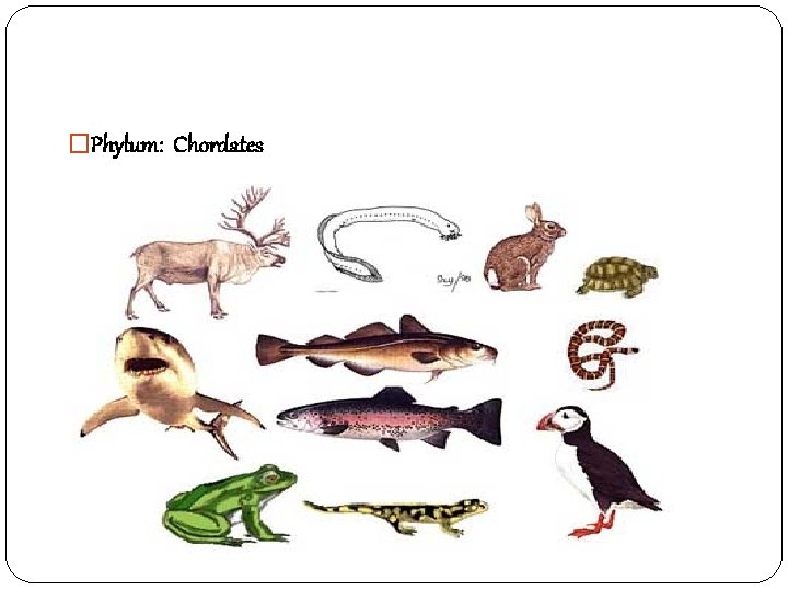 �Phylum: Chordates 