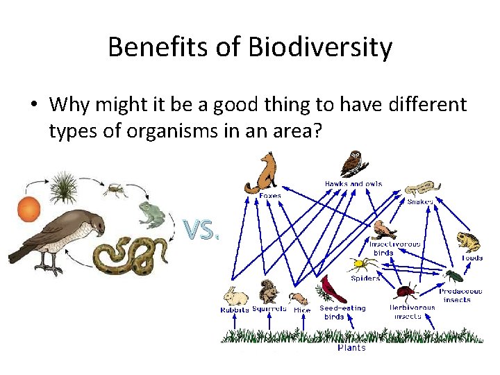 Benefits of Biodiversity • Why might it be a good thing to have different