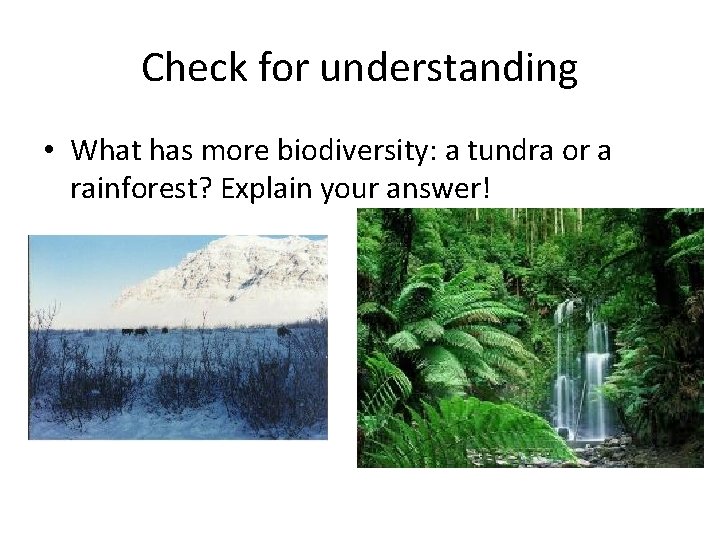 Check for understanding • What has more biodiversity: a tundra or a rainforest? Explain