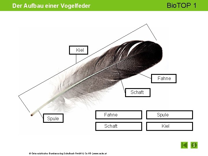 Bio. TOP 1 Der Aufbau einer Vogelfeder Kiel Fahne Schaft Spule Fahne Spule Schaft