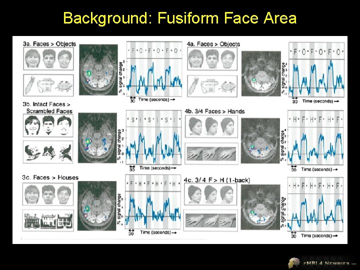 Background: Fusiform Face Area 