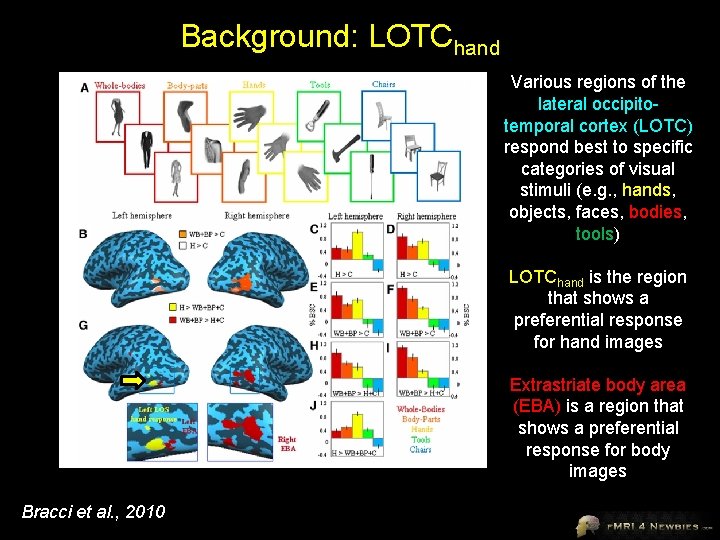 Background: LOTChand Various regions of the lateral occipitotemporal cortex (LOTC) respond best to specific