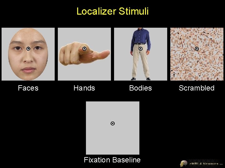 Localizer Stimuli Faces Hands Bodies Fixation Baseline Scrambled 