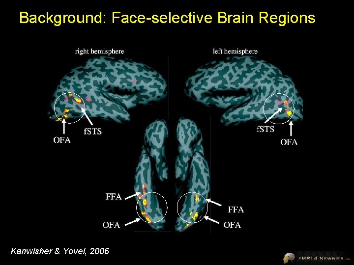 Background: Face-selective Brain Regions Kanwisher & Yovel, 2006 