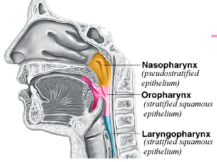 (pseudostratified epithelium) (stratified squamous epithelium) 13 