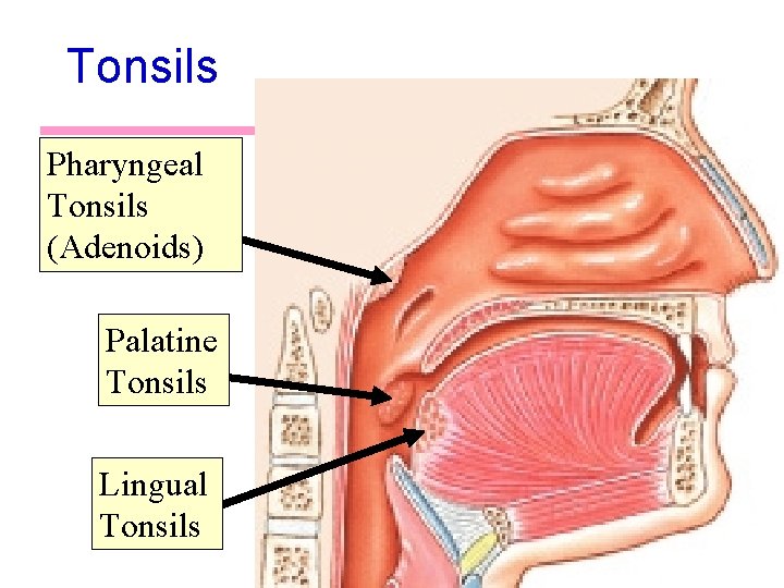 Tonsils Pharyngeal Tonsils (Adenoids) Palatine Tonsils Lingual Tonsils 14 