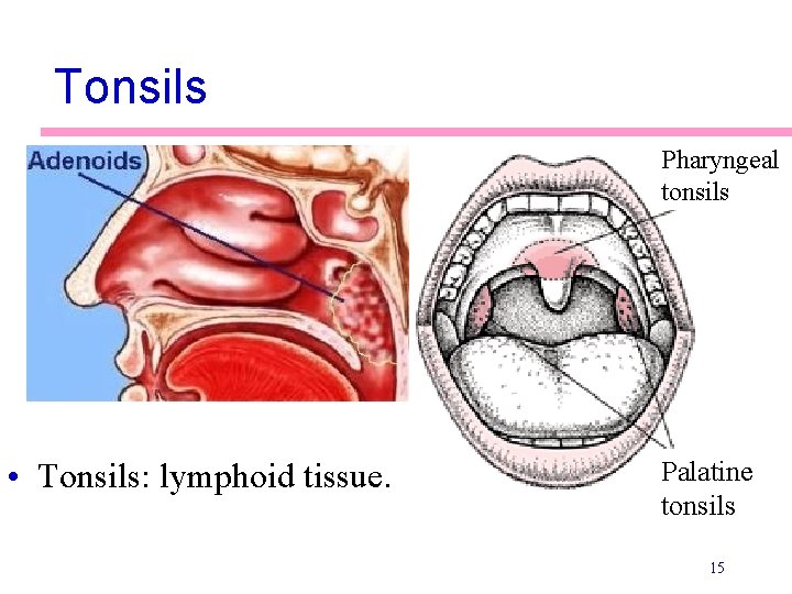 Tonsils Pharyngeal tonsils • Tonsils: lymphoid tissue. Palatine tonsils 15 