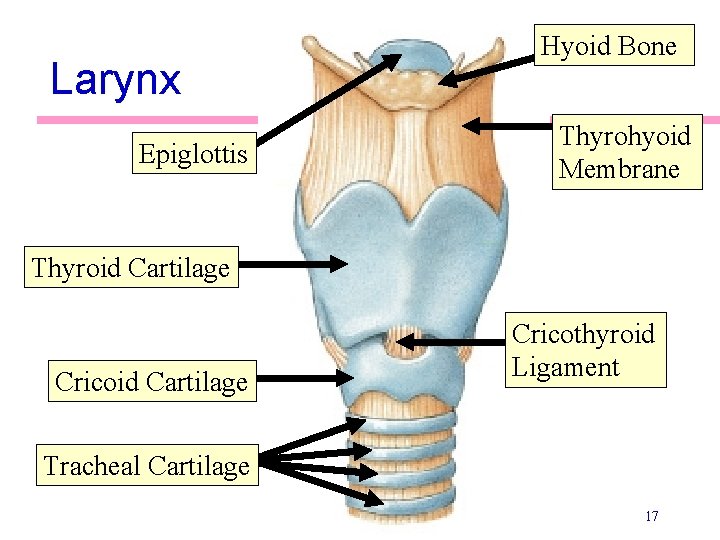 Larynx Epiglottis Hyoid Bone Thyrohyoid Membrane Thyroid Cartilage Cricothyroid Ligament Tracheal Cartilage 17 