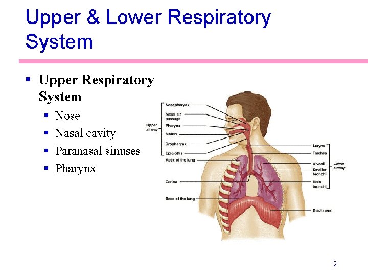 Upper & Lower Respiratory System § Upper Respiratory System § § Nose Nasal cavity