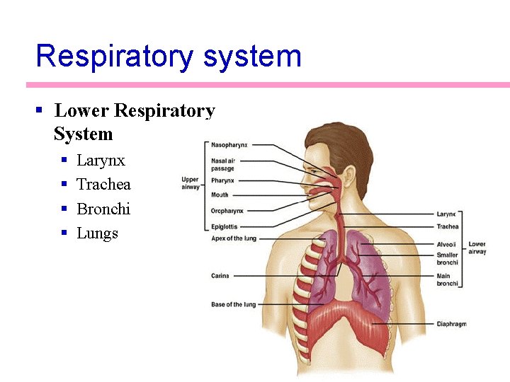 Respiratory system § Lower Respiratory System § § Larynx Trachea Bronchi Lungs 3 