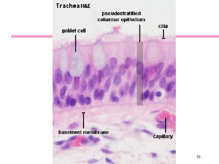 Trachea Histology 36 