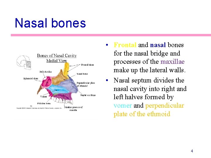 Nasal bones • Frontal and nasal bones for the nasal bridge and processes of