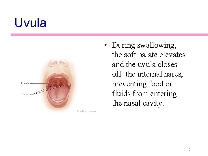 Uvula • During swallowing, the soft palate elevates and the uvula closes off the