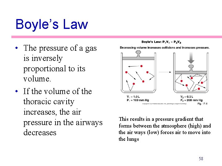 Boyle’s Law • The pressure of a gas is inversely proportional to its volume.