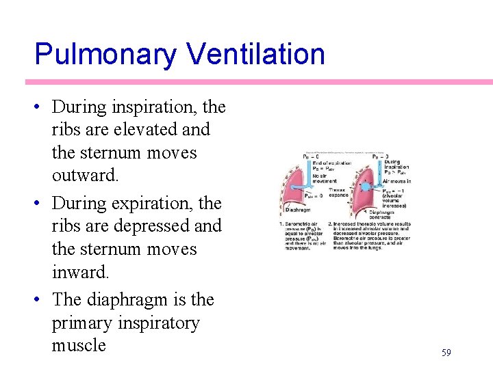 Pulmonary Ventilation • During inspiration, the ribs are elevated and the sternum moves outward.