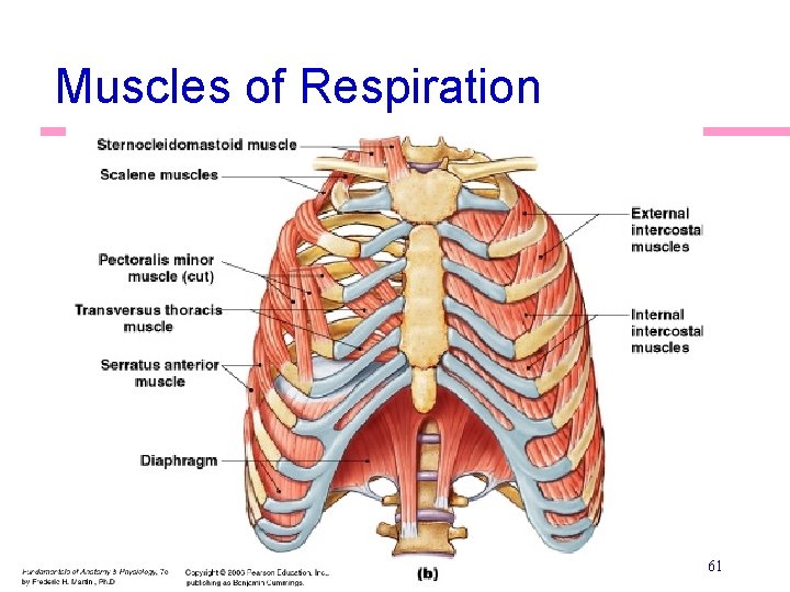 Muscles of Respiration 61 