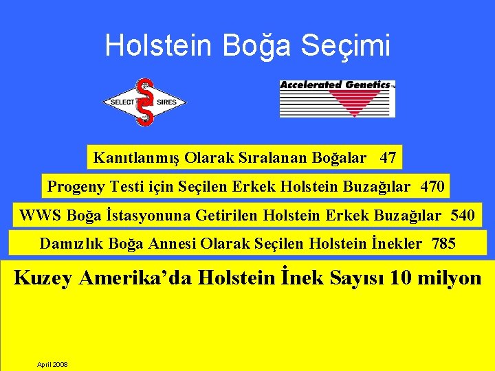 Holstein Boğa Seçimi Kanıtlanmış Olarak Sıralanan Boğalar 47 Progeny Testi için Seçilen Erkek Holstein