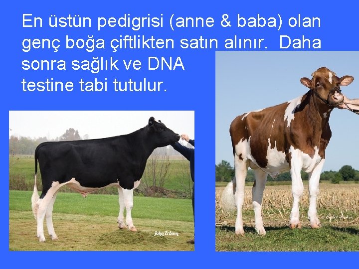 En üstün pedigrisi (anne & baba) olan genç boğa çiftlikten satın alınır. Daha sonra