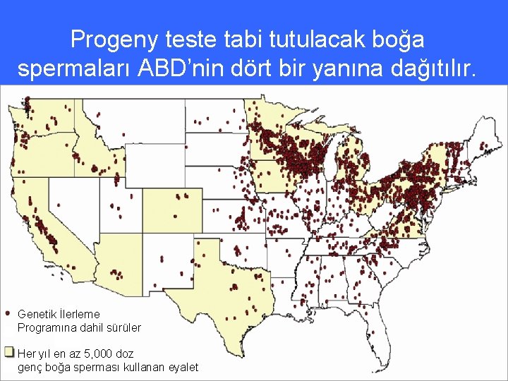 Progeny teste tabi tutulacak boğa spermaları ABD’nin dört bir yanına dağıtılır. Genetik İlerleme Programına