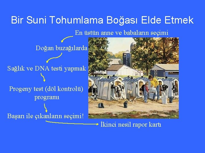 Bir Suni Tohumlama Boğası Elde Etmek En üstün anne ve babaların seçimi Doğan buzağılarda