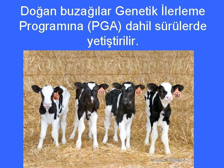 Doğan buzağılar Genetik İlerleme Programına (PGA) dahil sürülerde yetiştirilir. 