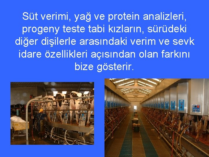 Süt verimi, yağ ve protein analizleri, progeny teste tabi kızların, sürüdeki diğer dişilerle arasındaki