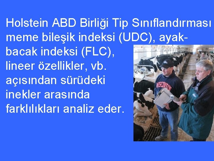 Holstein ABD Birliği Tip Sınıflandırması meme bileşik indeksi (UDC), ayakbacak indeksi (FLC), lineer özellikler,