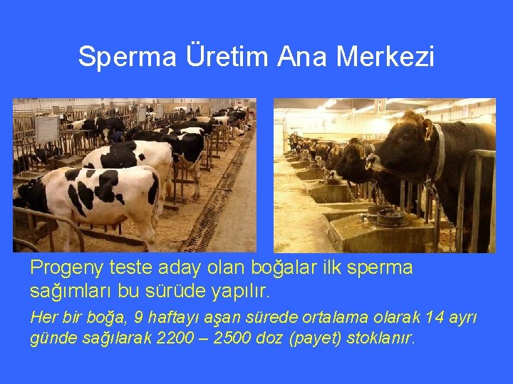 Sperma Üretim Ana Merkezi Progeny teste aday olan boğalar ilk sperma sağımları bu sürüde