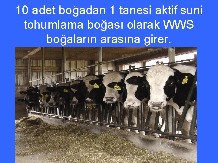 10 adet boğadan 1 tanesi aktif suni tohumlama boğası olarak WWS boğaların arasına girer.